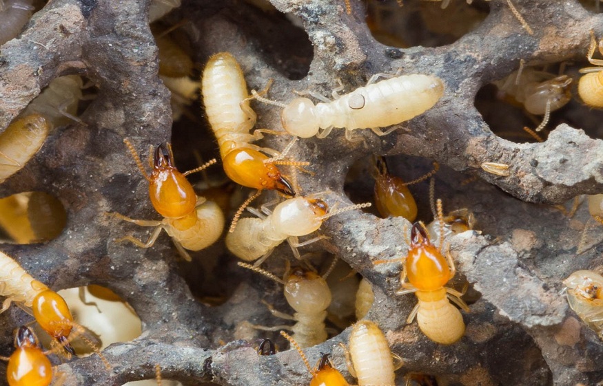 Slmi Pest Control & Sanitization | Termite Treatment | Pest Control In Lucknow