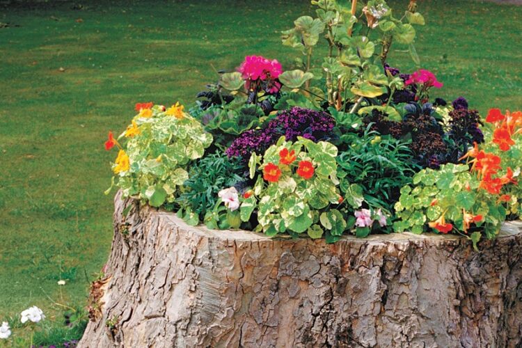 Tree Stump in Your Yard
