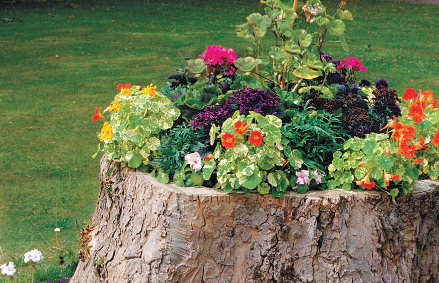 Effortless Ways to Conceal a Tree Stump in Your Yard