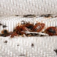 Bed Bug Infestations