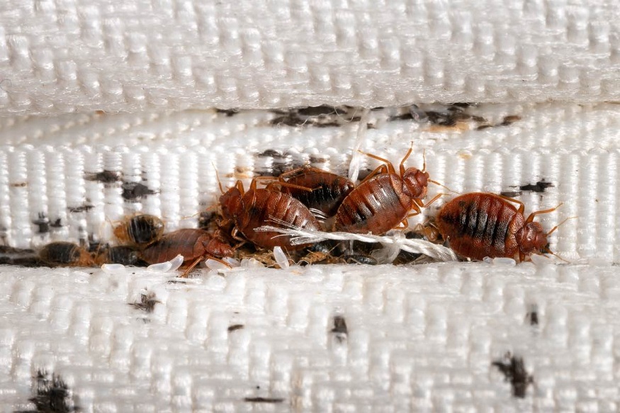 Bed Bug Infestations