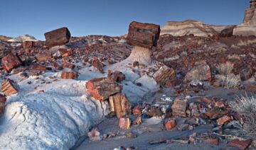 Petrified Forest Boise