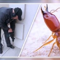 Termite Treatment