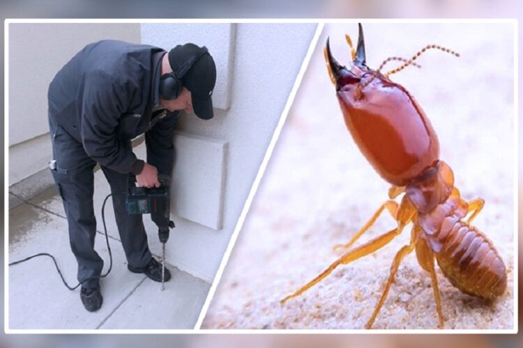 Termite Treatment